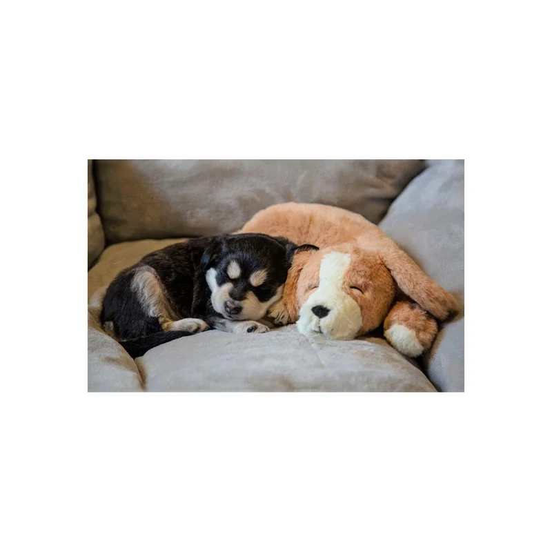 ibspot-16805402