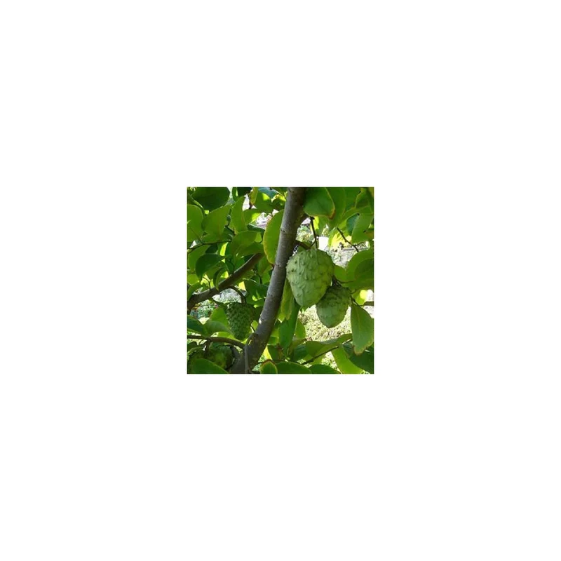 ibspot-45051301