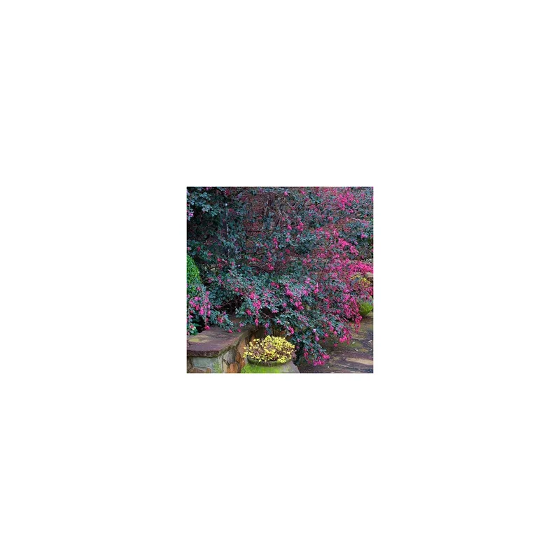 ibspot-45506804