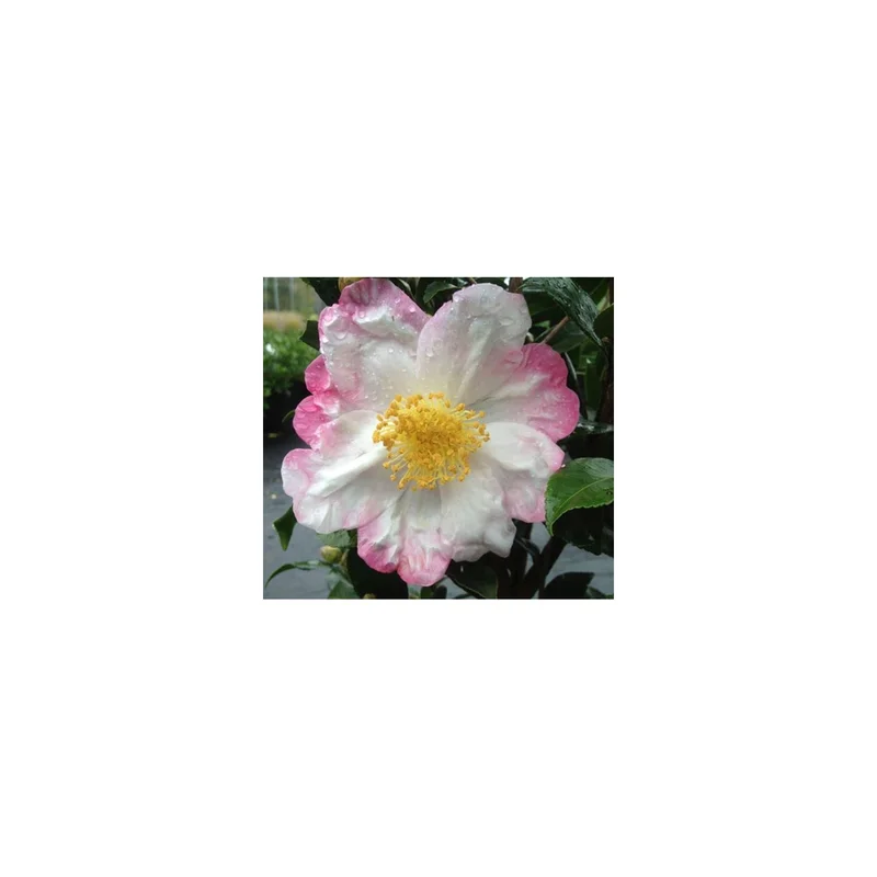 ibspot-45905641