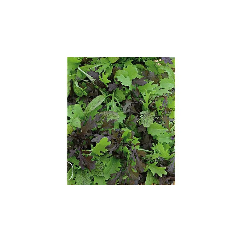 ibspot-46736517