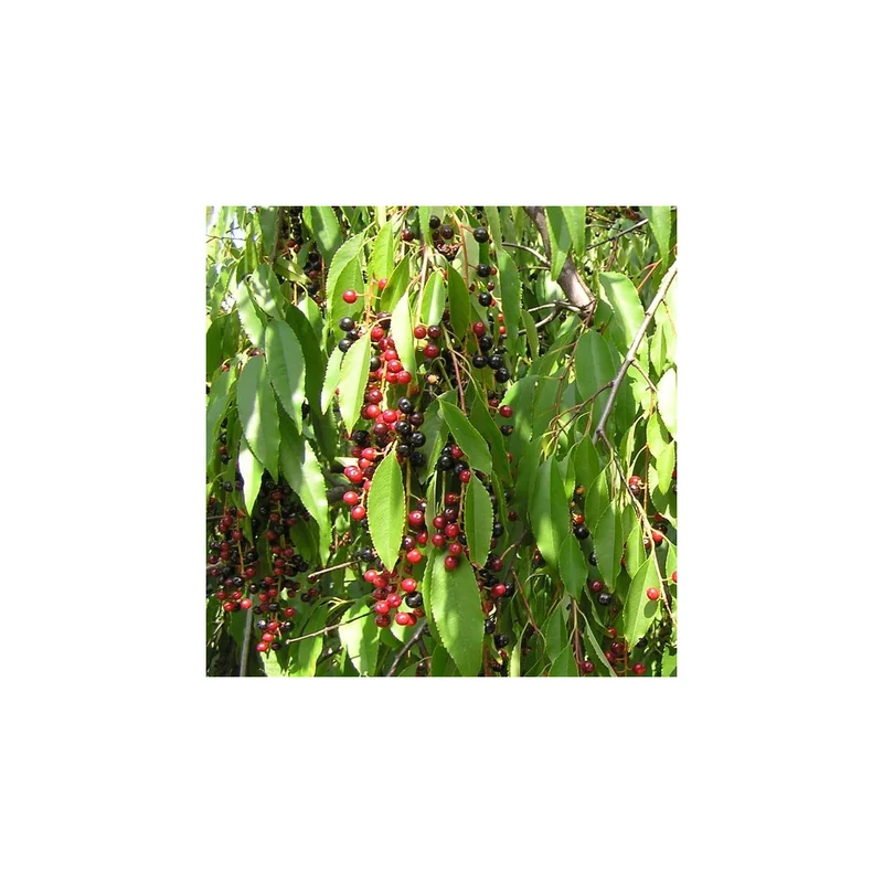 ibspot-54353881