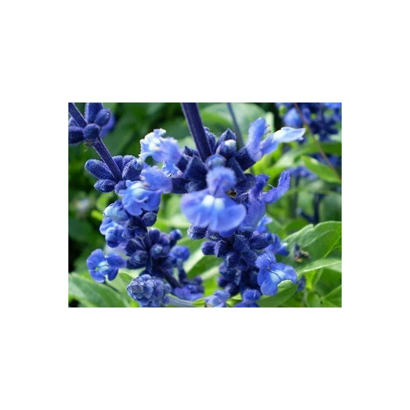 ibspot-54744655