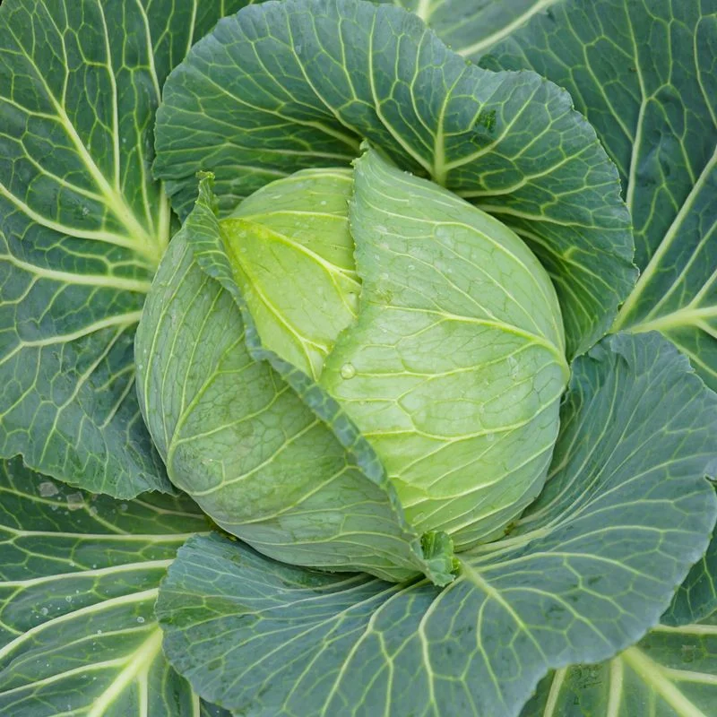 nissleyfeed4080206