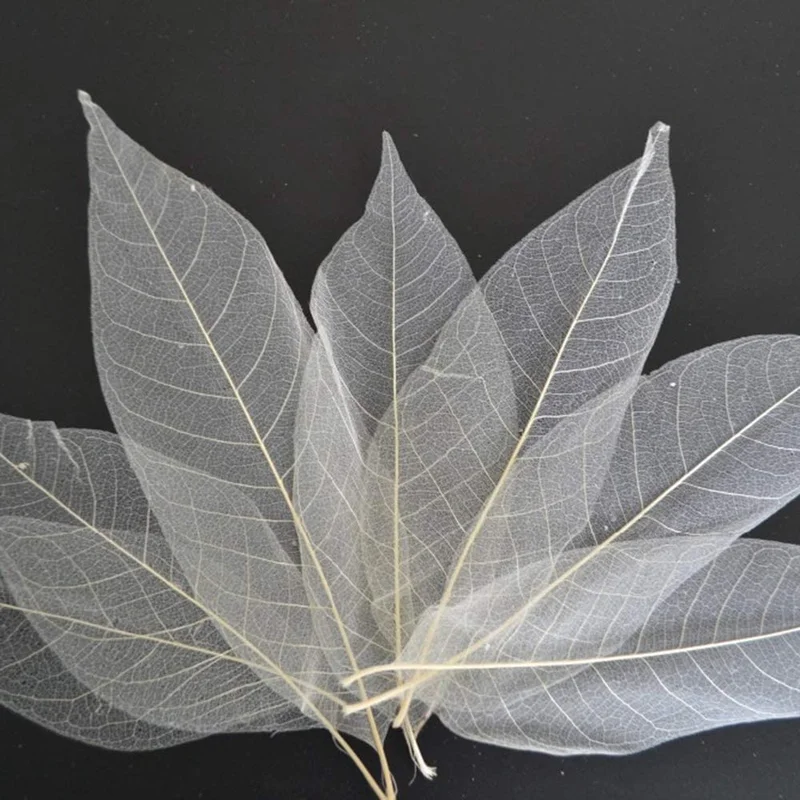 zeebooth3808941
